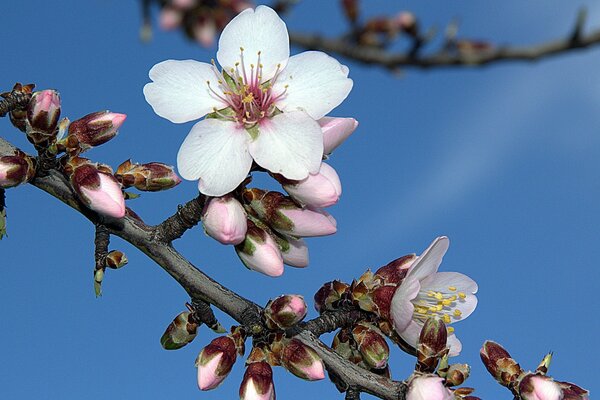 Delicate spring cherry blossoms