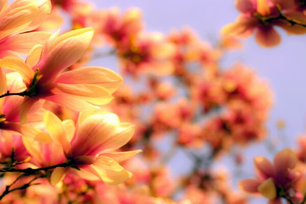 There are many flowers on trees in nature