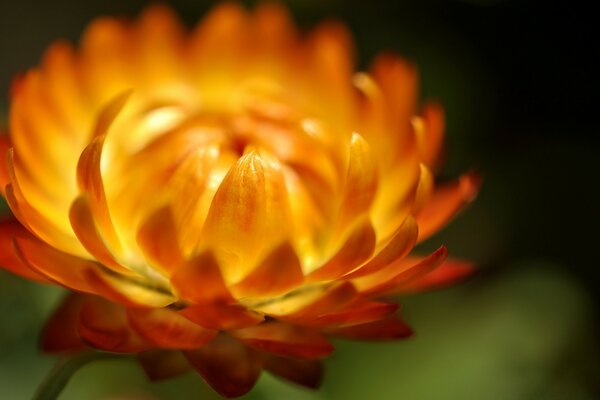 Natürliche Sommerblume und Blätter