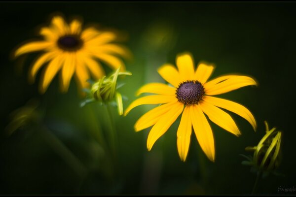 Fleurs jaunes de jardin sur une tige mince