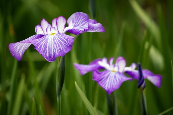 Iris lindo púrpura en el Jardín