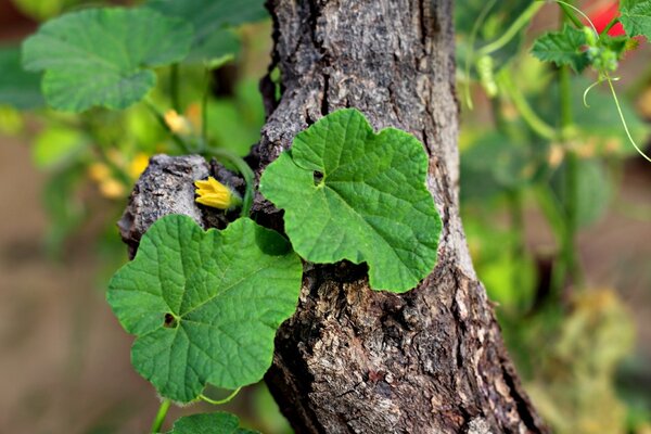 Gurkenblatt und -blume am Baum