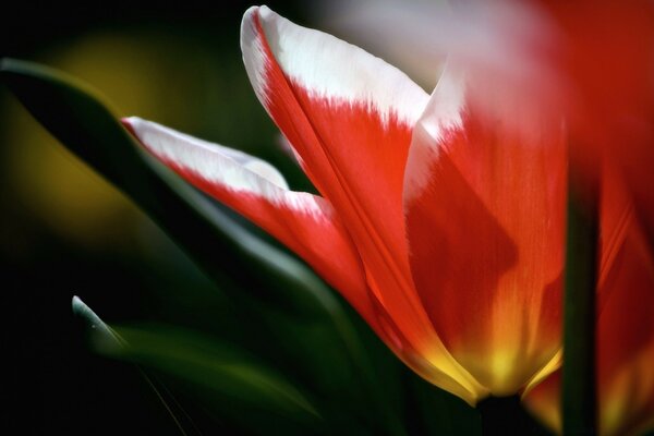 Tulipán rojo con borde blanco