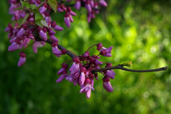 Lilac branch on a grass background