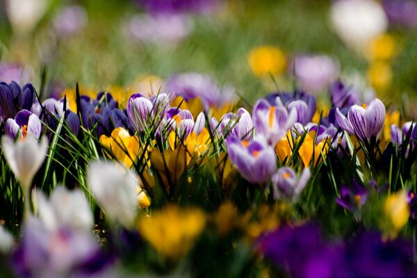 Crocus multicolores au feuillage vert