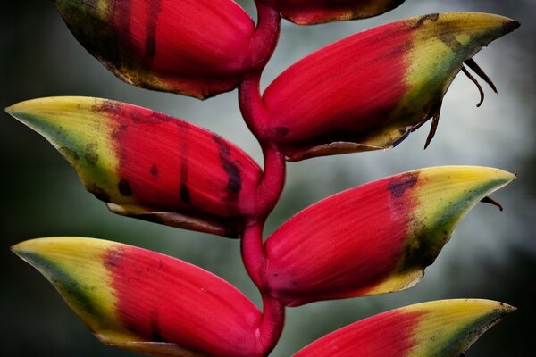 Trágicas flores rojas con punta verde