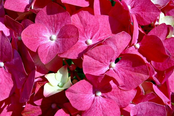 Hermosas flores de Hortensia rosa