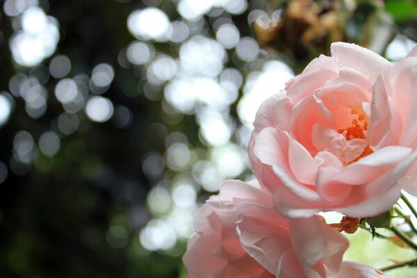 Pink roses in the open air