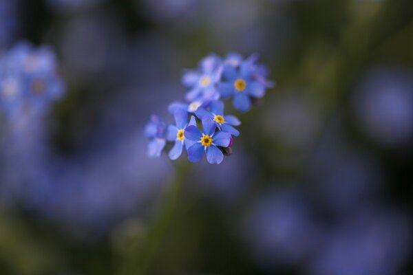 Macro shooting of small blue flowers