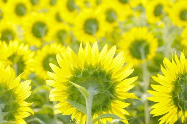 Macrophotographie. Tournesols. Nature. Été