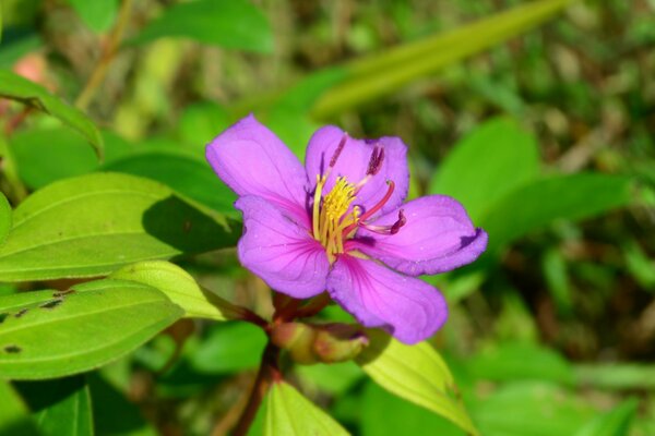 Photo d une fleur pourpre dans l herbe