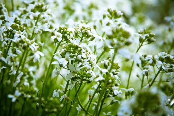 Fleurs blanches délicates avec des verts juteux