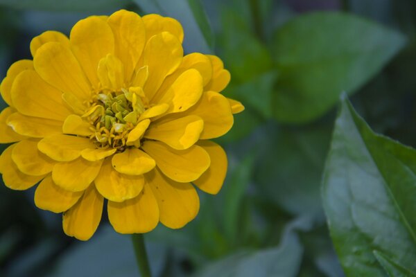 Flor amarela no jardim