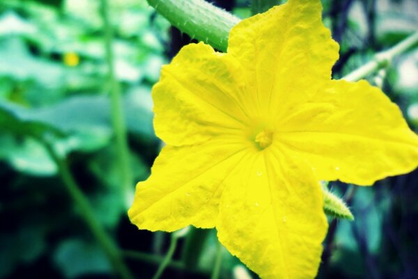 Fiore giallo simile a una stella