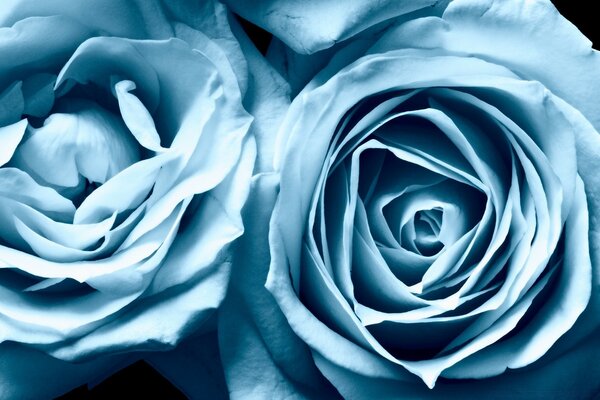 Two beautiful blue roses