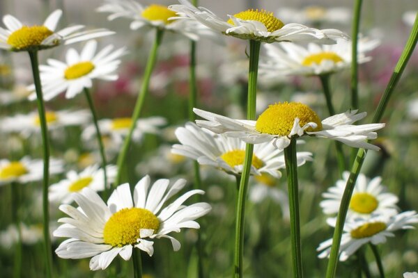 Margaridas brancas no prado de Verão