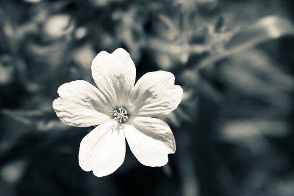 Eine Blume im Garten in Schwarz-Weiß-Tönen