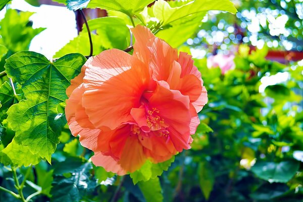 Light petals of a red flower on a branch