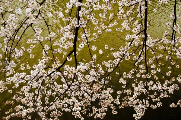 Sakura japonais au bord de la floraison