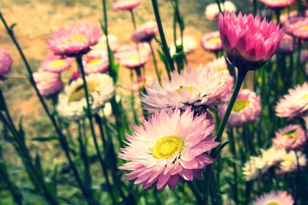 Front garden with pink and white flowers