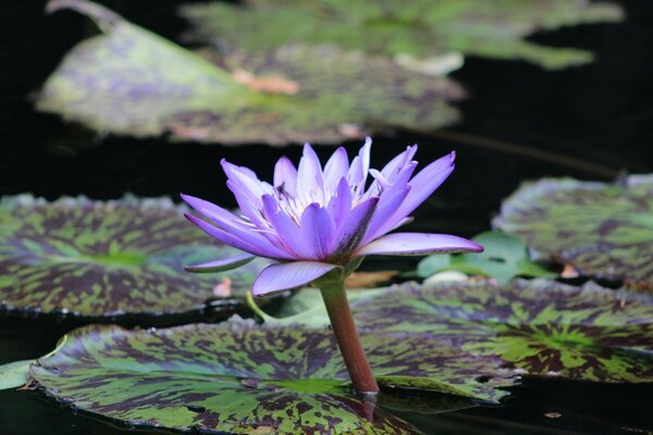 Beau Lotus dans la piscine