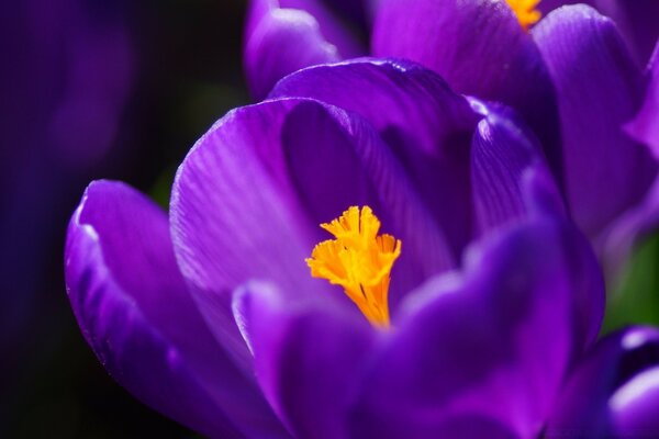 Kontrastierende Blume, lila und gelb