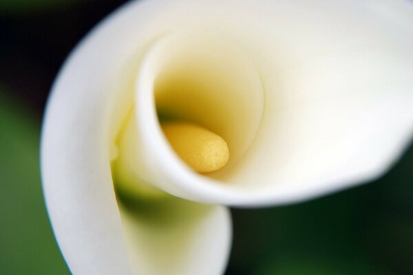 Photo floue d une fleur blanche