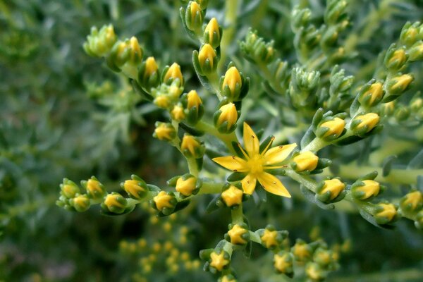 Rührende gelbe Blüten blühen