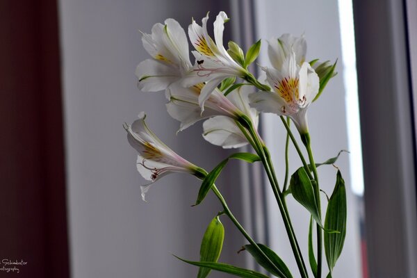 Bouquet von Lilien zu Hause in einer Vase