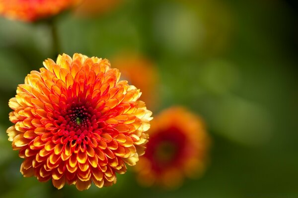 Blumen im Sommer in der Natur-Flora