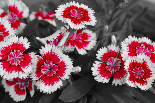 Oeillets rouges et blancs avec fond Monochrome