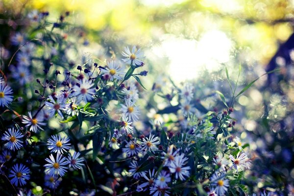 Summer garden, beautiful flowers