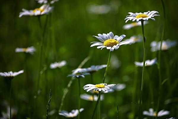 Kamille im Sommer unter Gras