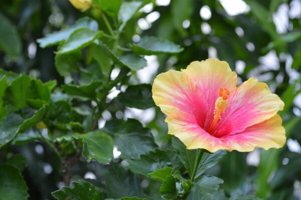 Macrofotografía. Flor con hermosos pétalos