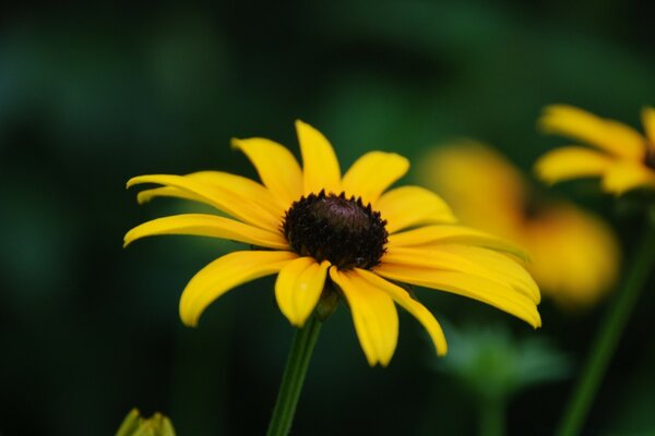 Fotografia macro di un fiore giallo su uno stelo