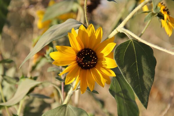 Charmante, sonnige gelbe Blume