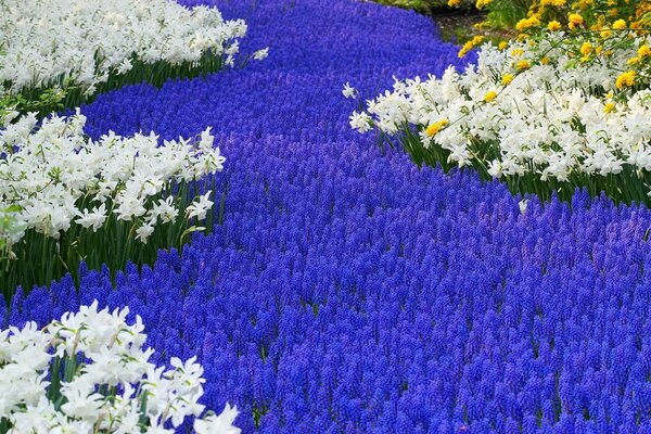 Campo de flores en la naturaleza