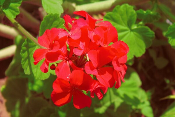 Bright red flower with green leaves