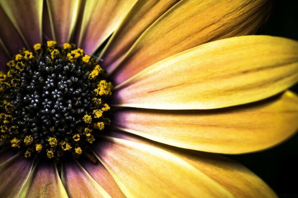 Big bright flower close-up