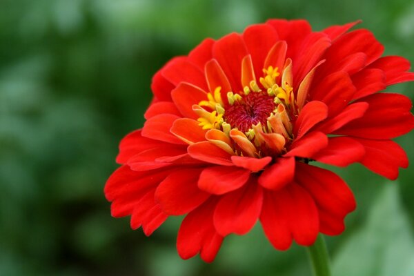 La fleur rouge rendra votre journée joyeuse