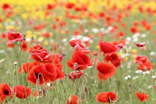 Campo di papaveri ai raggi del sole