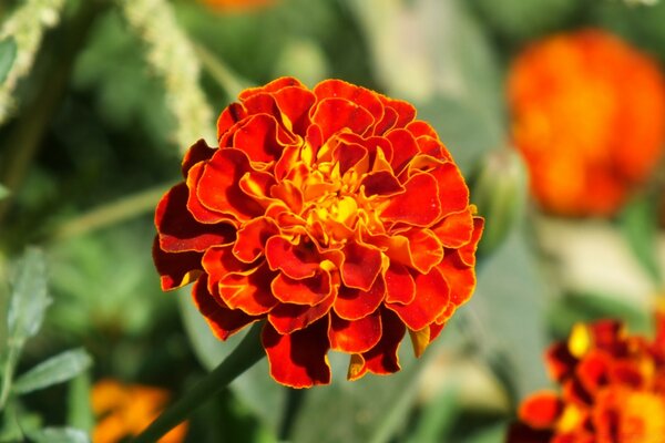 Orange marigold flower in the garden