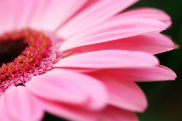 La fotografia macro è una grande parte del fiore