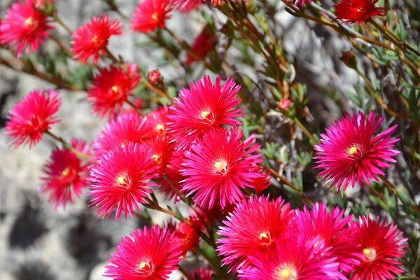 Floricultura. Flores cor-de-rosa no jardim