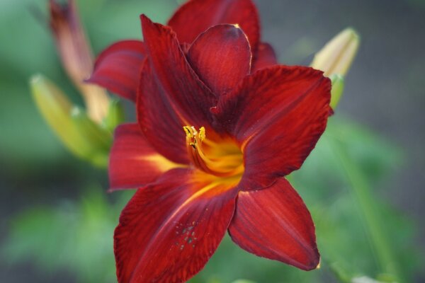 Bright burgundy lily. Nature