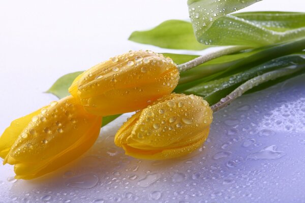 3 yellow tulips are lying on the table