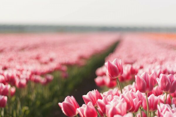 Ein Feld von rosa Blumen in der Natur