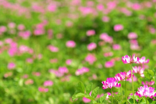 Natürliche Blumen im Feld und im Garten