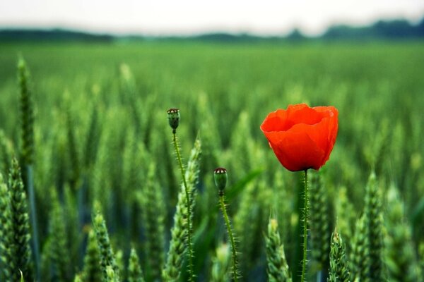 Wildlife. Green field and red poppy