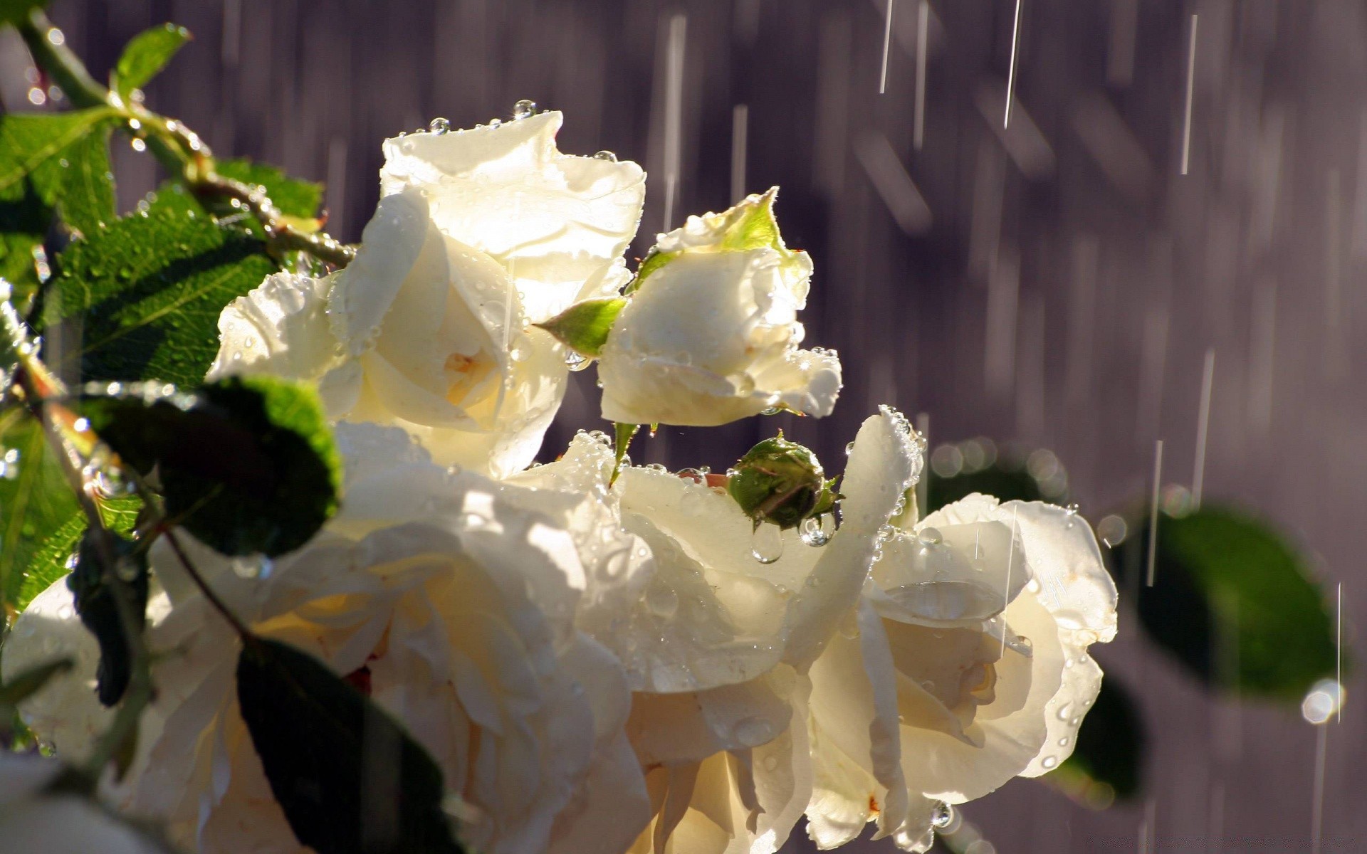 fleurs fleur nature feuille rose flore floral mariage bluming été pétale romance à l extérieur couleur jardin arbre belle branche décoration lumineux